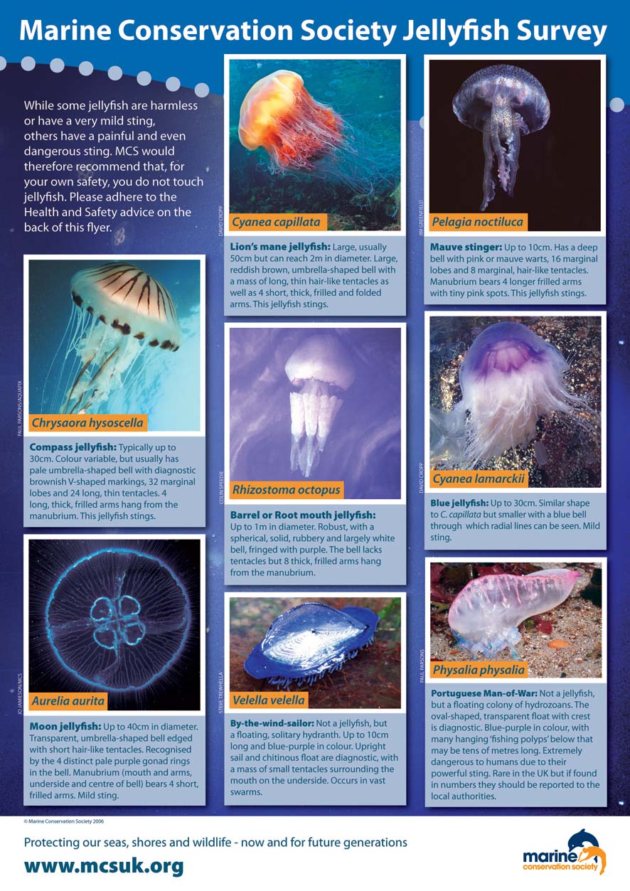 Jellyfish Size Chart